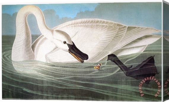 John James Audubon Audubon Trumpeter Swan Stretched Canvas Print / Canvas Art