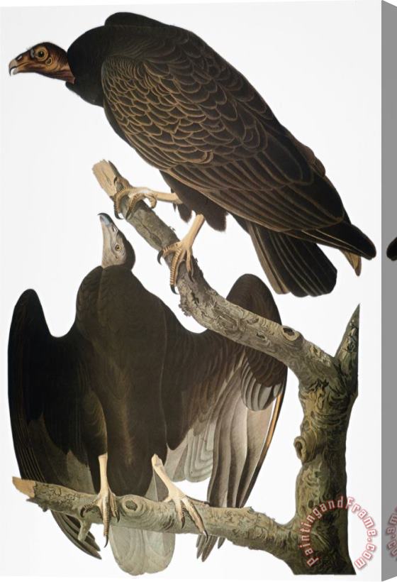 John James Audubon Audubon Turkey Vulture Stretched Canvas Print / Canvas Art
