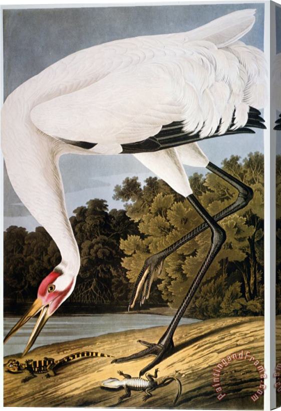 John James Audubon Audubon Whooping Crane Stretched Canvas Print / Canvas Art