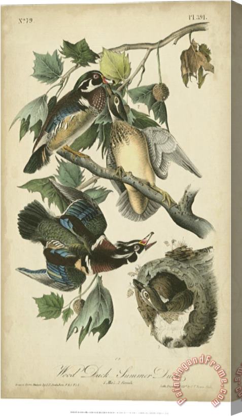 John James Audubon Audubon Wood Duck Stretched Canvas Print / Canvas Art