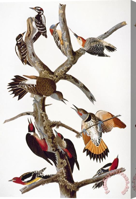 John James Audubon Audubon Woodpeckers Stretched Canvas Painting / Canvas Art