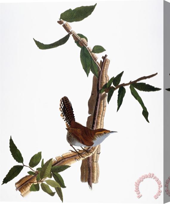 John James Audubon Audubon Wren 1827 38 Stretched Canvas Painting / Canvas Art