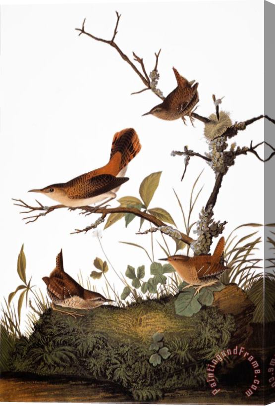 John James Audubon Audubon Wren Stretched Canvas Print / Canvas Art