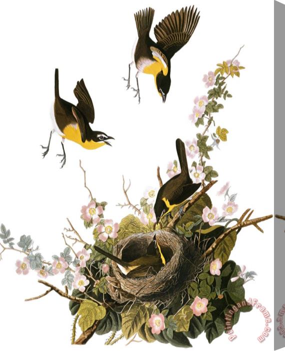 John James Audubon Audubon Yellow Chat Stretched Canvas Print / Canvas Art