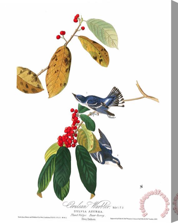 John James Audubon Azure Warbler Stretched Canvas Painting / Canvas Art