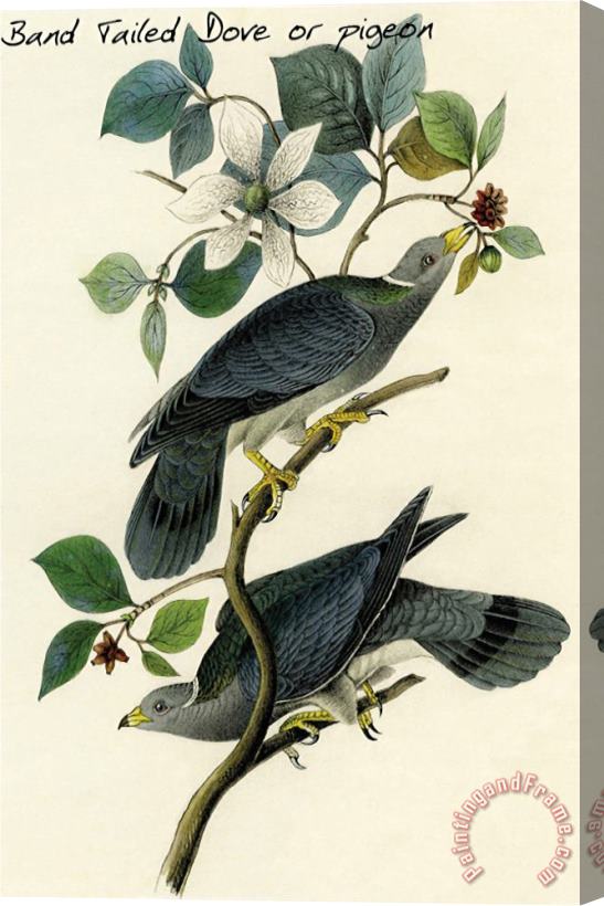John James Audubon Band Tailed Dove Or Pigeon Stretched Canvas Print / Canvas Art