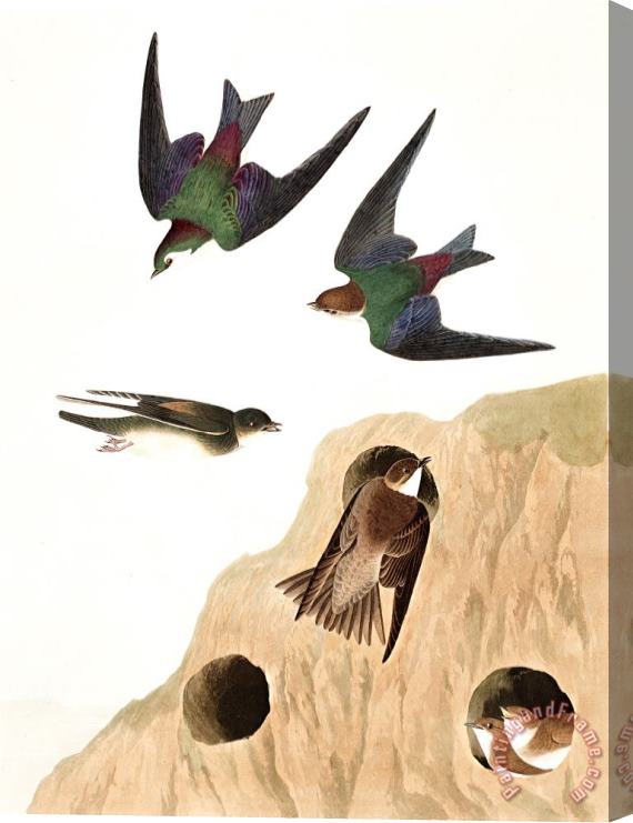 John James Audubon Bank Swallow, Or Violet Green Swallow Stretched Canvas Print / Canvas Art