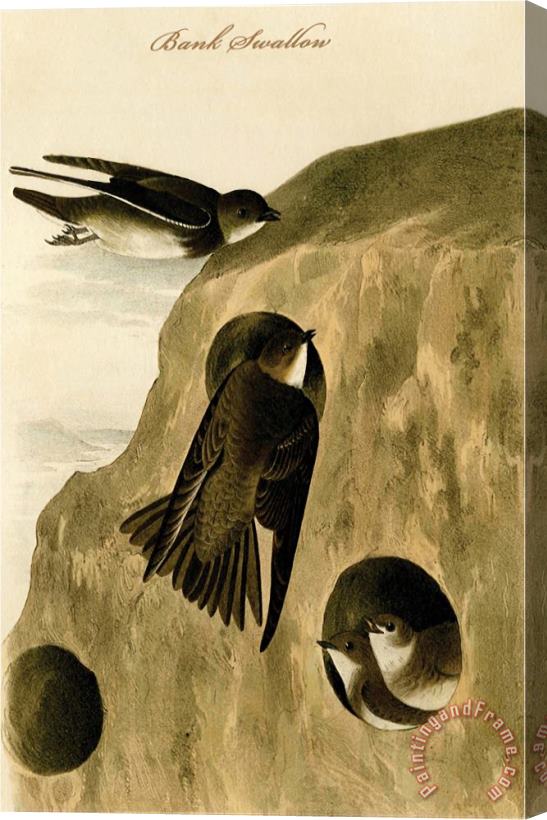 John James Audubon Bank Swallow Stretched Canvas Print / Canvas Art