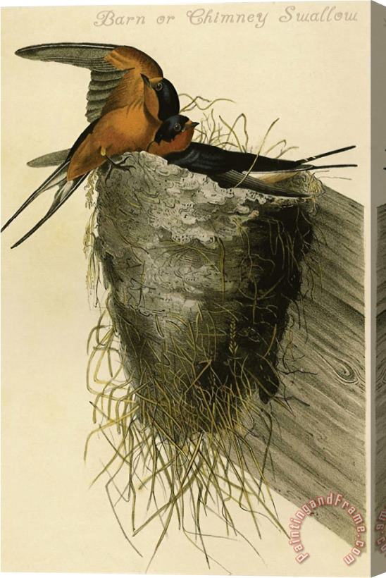 John James Audubon Barn Or Chimney Swallow Stretched Canvas Print / Canvas Art