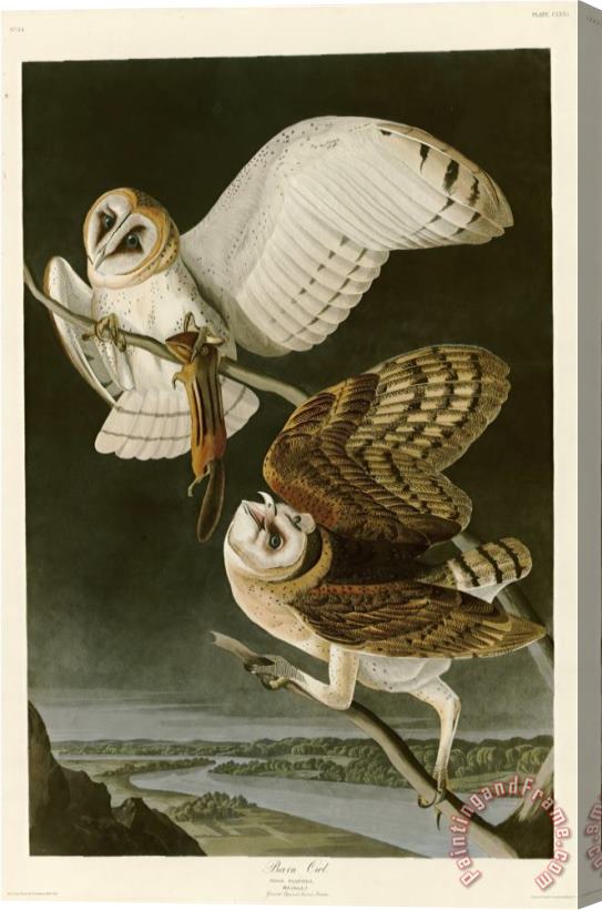 John James Audubon Barn Owl Stretched Canvas Painting / Canvas Art