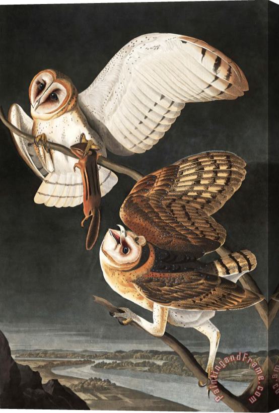 John James Audubon Barn Owl Stretched Canvas Print / Canvas Art