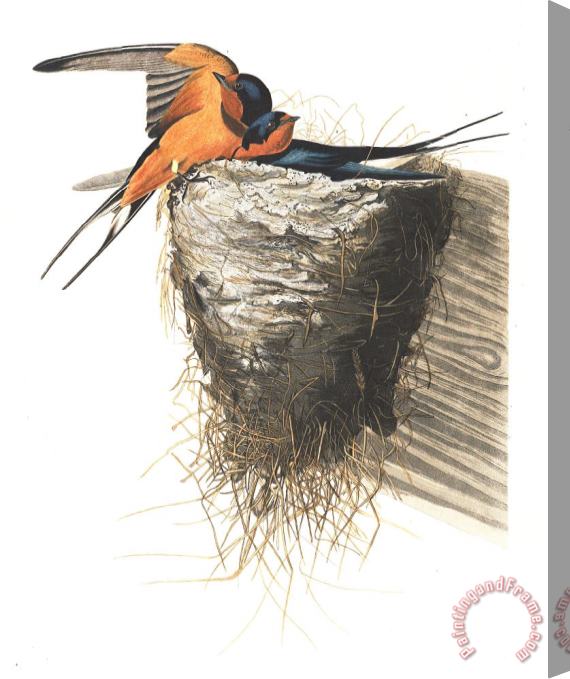 John James Audubon Barn Swallow Stretched Canvas Print / Canvas Art