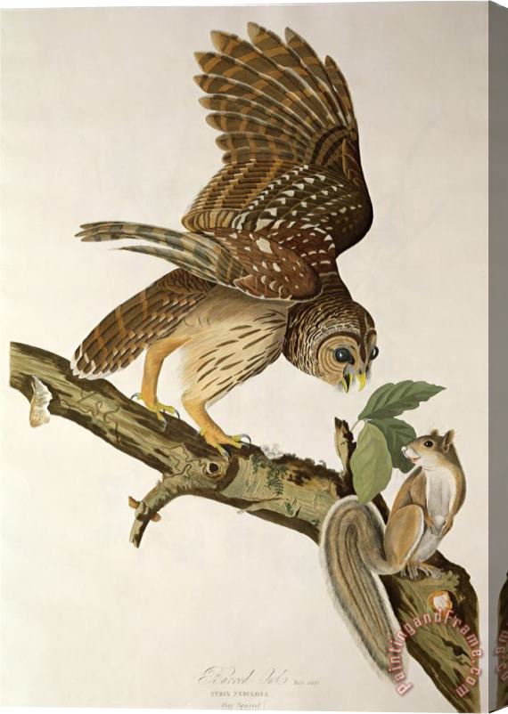 John James Audubon Barred Owl From Birds of America Stretched Canvas Painting / Canvas Art