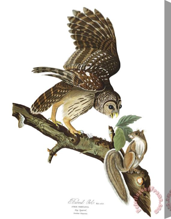 John James Audubon Barred Owl Stretched Canvas Painting / Canvas Art