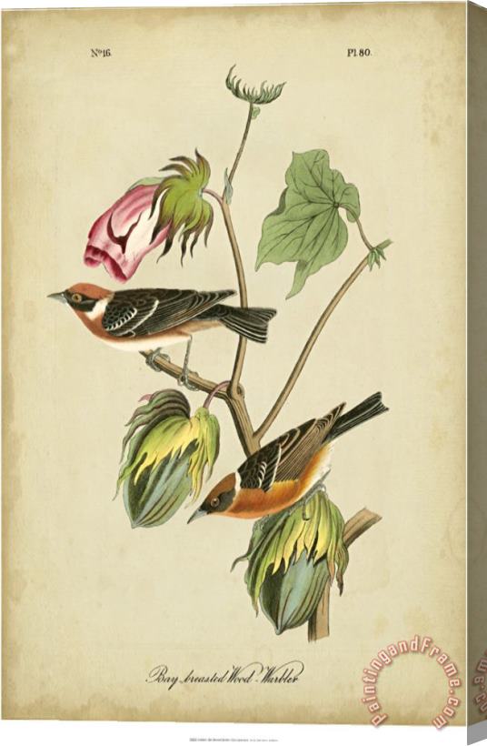 John James Audubon Bay Breasted Warbler Stretched Canvas Painting / Canvas Art