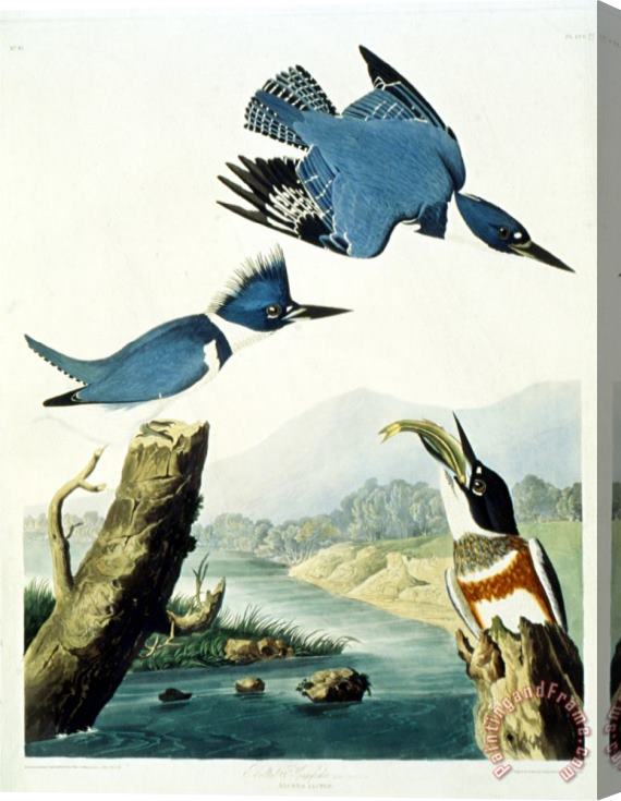 John James Audubon Belted Kingfisher Stretched Canvas Painting / Canvas Art