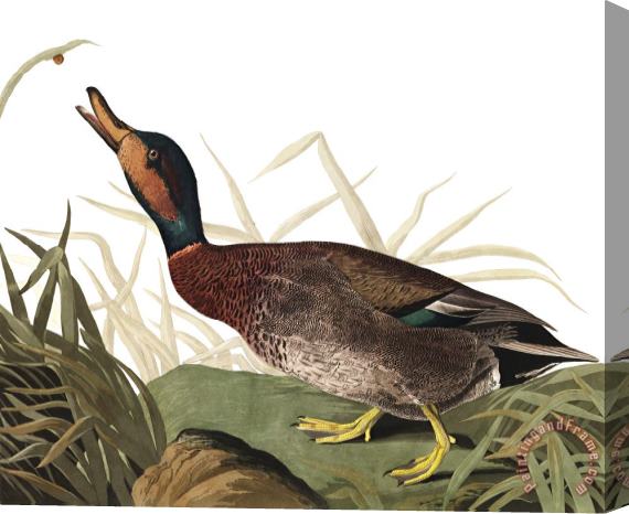 John James Audubon Bemaculated Duck Stretched Canvas Print / Canvas Art