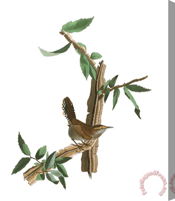 John James Audubon Bewick's Wren Stretched Canvas Print / Canvas Art
