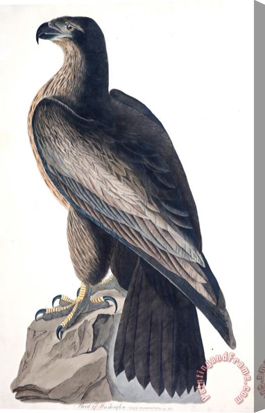 John James Audubon Bird of Washington Stretched Canvas Print / Canvas Art