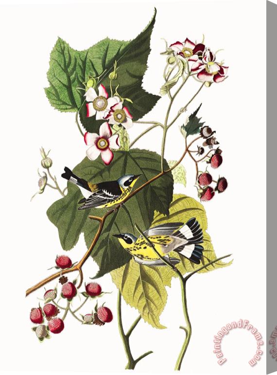 John James Audubon Black & Yellow Warblers Stretched Canvas Painting / Canvas Art