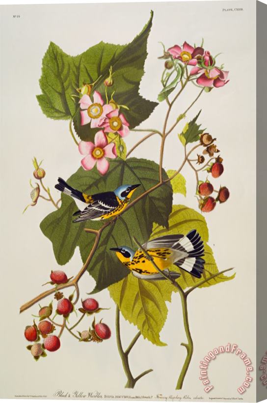 John James Audubon Black And Yellow Warbler Stretched Canvas Print / Canvas Art