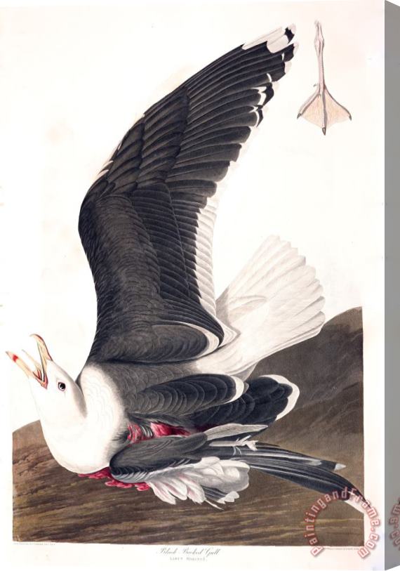 John James Audubon Black Backed Gull Stretched Canvas Print / Canvas Art