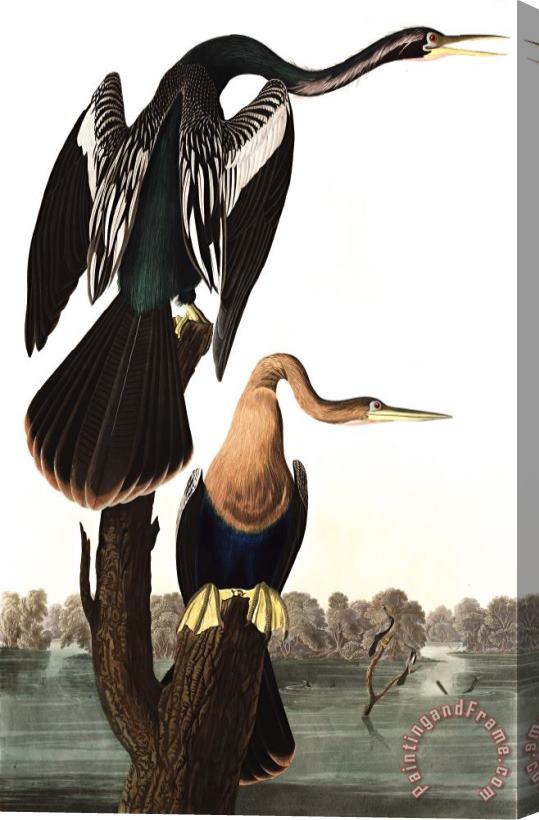 John James Audubon Black Bellied Darter Stretched Canvas Print / Canvas Art
