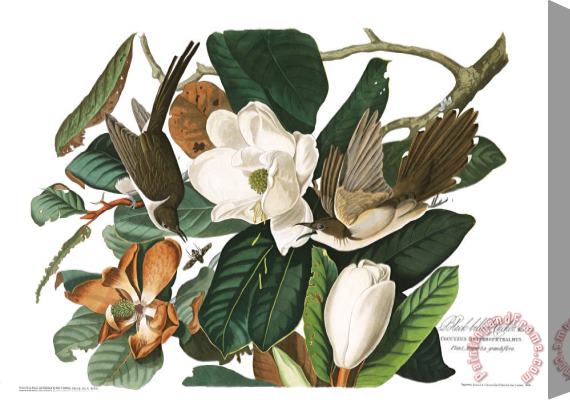 John James Audubon Black Billed Cuckoo Stretched Canvas Print / Canvas Art