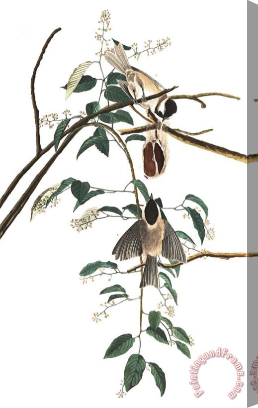 John James Audubon Black Capped Titmouse Stretched Canvas Print / Canvas Art