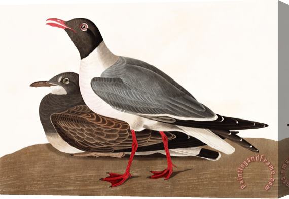 John James Audubon Black Headed Gull Stretched Canvas Print / Canvas Art