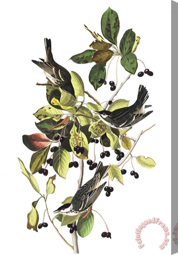 John James Audubon Black Poll Warbler Stretched Canvas Print / Canvas Art