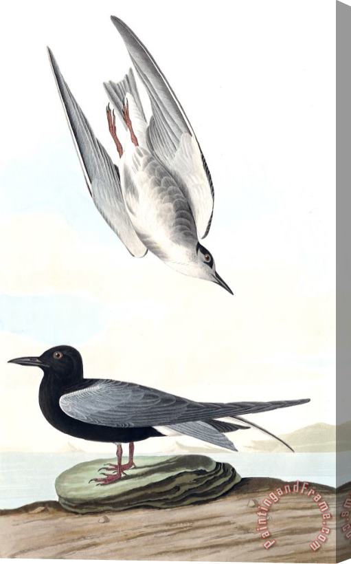 John James Audubon Black Tern Stretched Canvas Print / Canvas Art