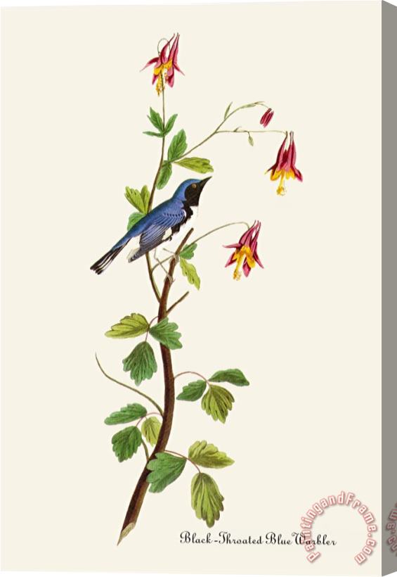 John James Audubon Black Throated Blue Warbler Stretched Canvas Painting / Canvas Art