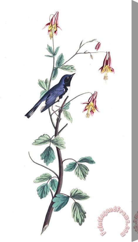 John James Audubon Black Throated Blue Warbler Stretched Canvas Print / Canvas Art