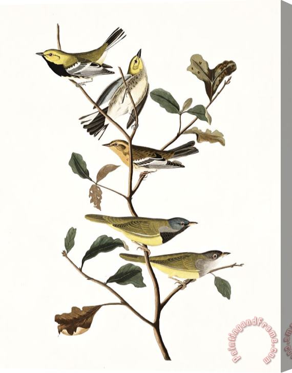 John James Audubon Black Throated Green Warbler, Blackburnian, Mourning Warbler Stretched Canvas Painting / Canvas Art