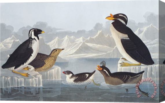 John James Audubon Black Throated Guillemot And Nobbed Billed Auk Stretched Canvas Painting / Canvas Art