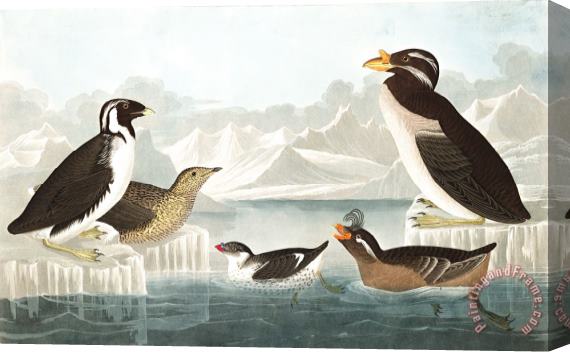 John James Audubon Black Throated Guillemot, Nobbed Billed Auk, Curled Crested Auk, Horned Billed Guillemot Stretched Canvas Print / Canvas Art