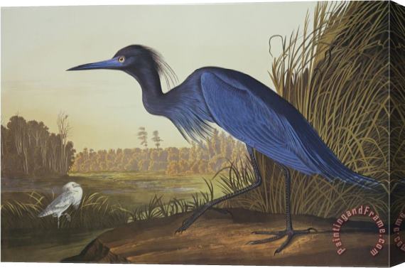 John James Audubon Blue Crane Or Heron Stretched Canvas Print / Canvas Art