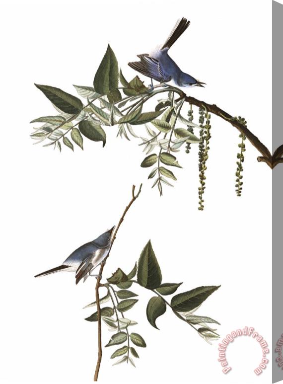 John James Audubon Blue Grey Fly Catcher Stretched Canvas Print / Canvas Art