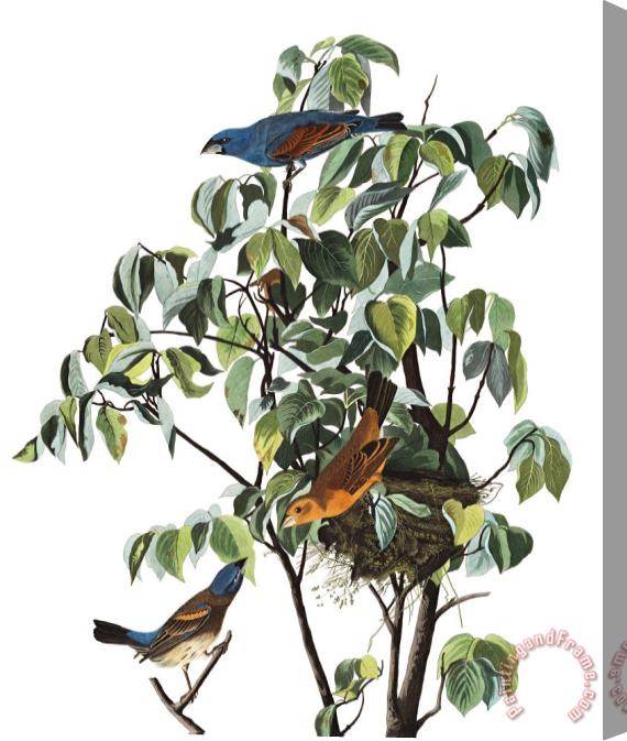 John James Audubon Blue Grosbeak Stretched Canvas Print / Canvas Art
