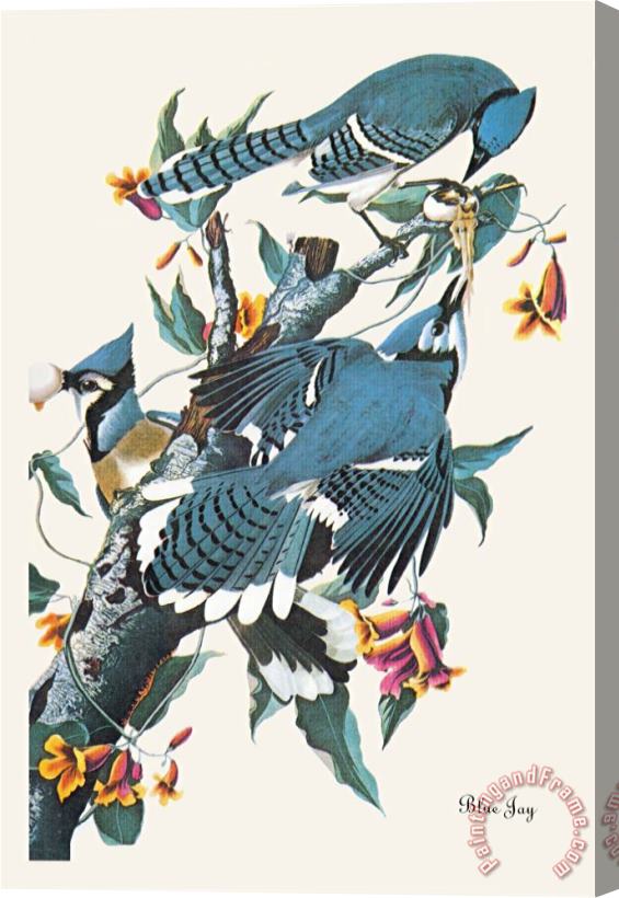 John James Audubon Blue Jay Stretched Canvas Print / Canvas Art