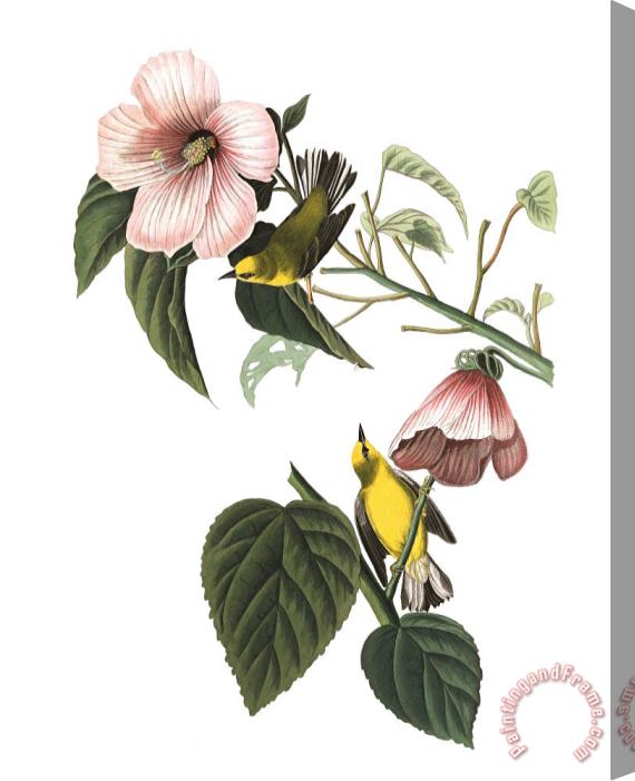 John James Audubon Blue Winged Yellow Warbler Stretched Canvas Print / Canvas Art