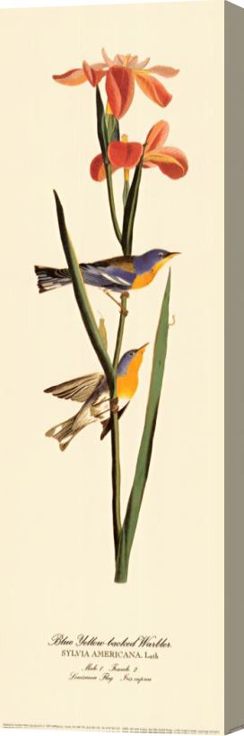 John James Audubon Blue Yellow Backed Warbler Stretched Canvas Print / Canvas Art