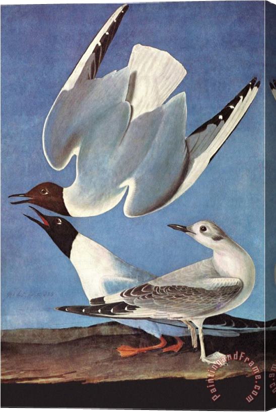John James Audubon Bonapartes Gull Stretched Canvas Print / Canvas Art