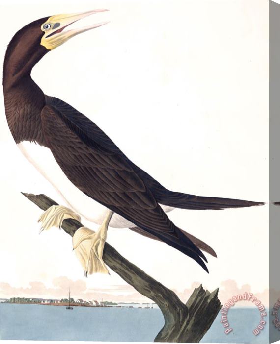 John James Audubon Booby Gannet Stretched Canvas Print / Canvas Art