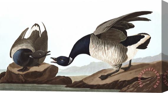 John James Audubon Brant Goose Stretched Canvas Print / Canvas Art