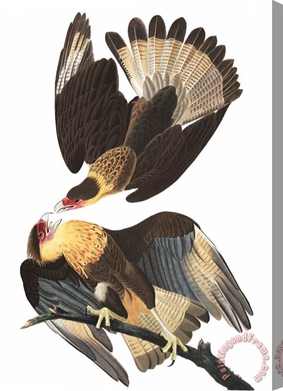 John James Audubon Brasilian Caracara Eagle Stretched Canvas Print / Canvas Art