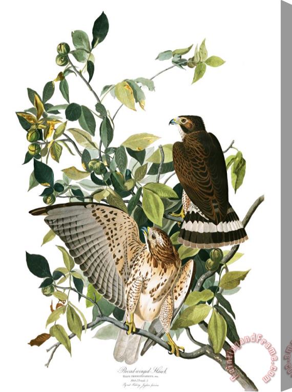 John James Audubon Broad Winged Hawk Stretched Canvas Print / Canvas Art