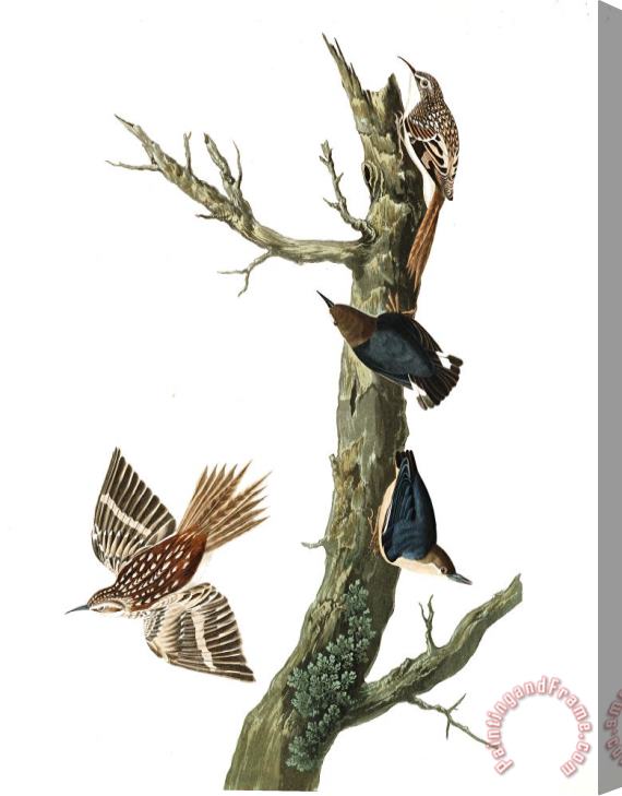 John James Audubon Brown Creeper, Or Californian Nuthatch Stretched Canvas Painting / Canvas Art