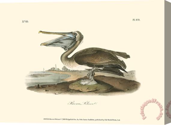 John James Audubon Brown Pelican Stretched Canvas Painting / Canvas Art